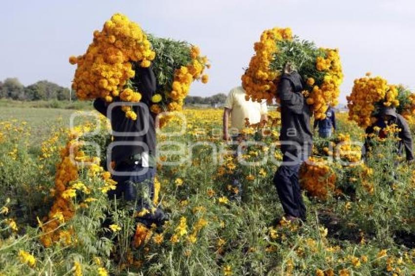 ATLIXCO . CORTE FLOR DE MUERTO