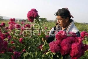 ATLIXCO . CORTE FLOR DE MUERTO