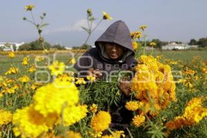 ATLIXCO . CORTE FLOR DE MUERTO