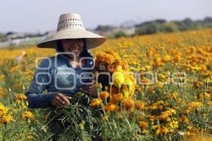 ATLIXCO . CORTE FLOR DE MUERTO