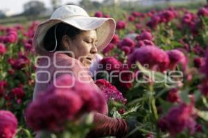 ATLIXCO . CORTE FLOR DE MUERTO