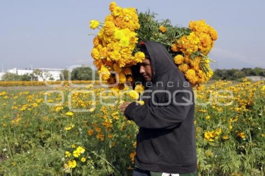 ATLIXCO . CORTE FLOR DE MUERTO