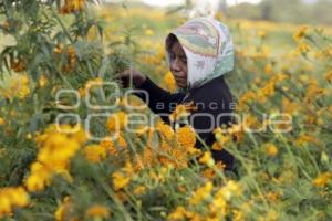 ATLIXCO . CORTE FLOR DE MUERTO