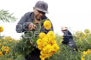 ATLIXCO . CORTE FLOR DE MUERTO