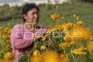 ATLIXCO . CORTE FLOR DE MUERTO