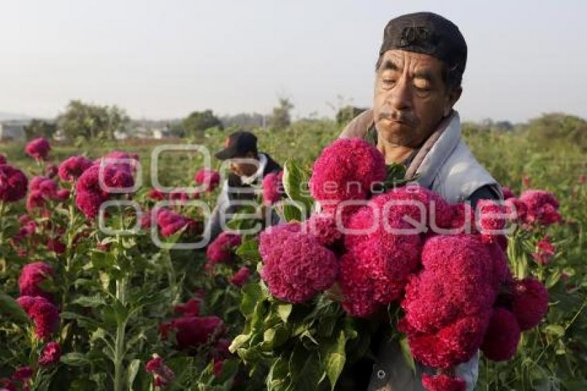 ATLIXCO . CORTE FLOR DE MUERTO