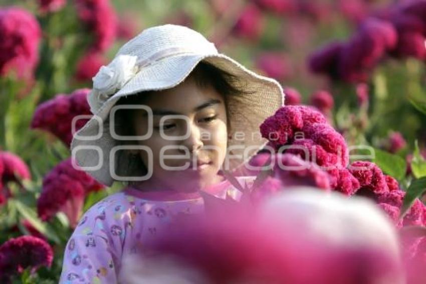 ATLIXCO . CORTE FLOR DE MUERTO