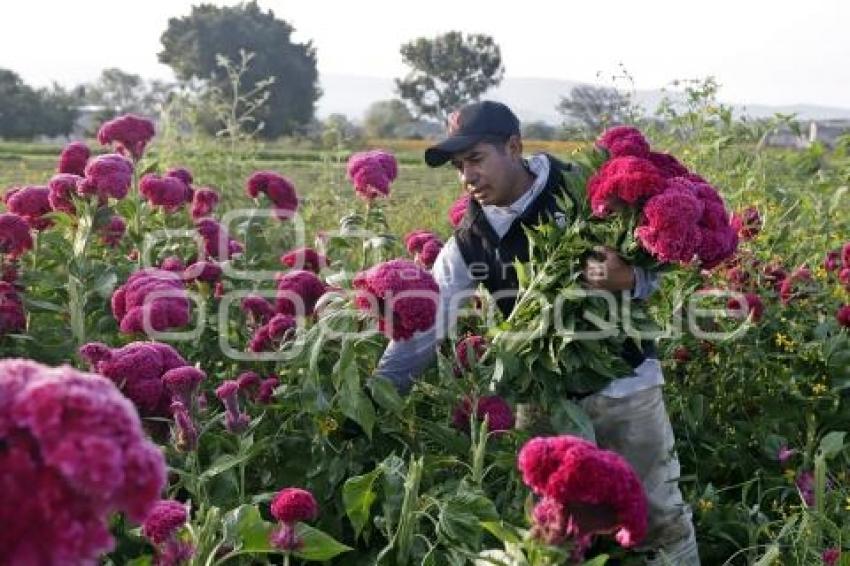 ATLIXCO . CORTE FLOR DE MUERTO