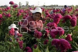 ATLIXCO . CORTE FLOR DE MUERTO