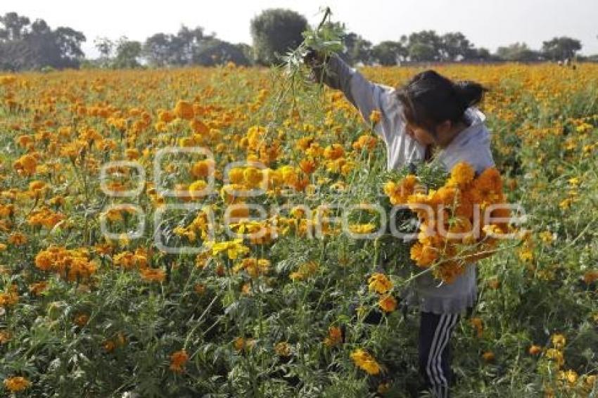 ATLIXCO . CORTE FLOR DE MUERTO