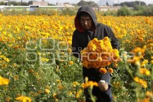 ATLIXCO . CORTE FLOR DE MUERTO