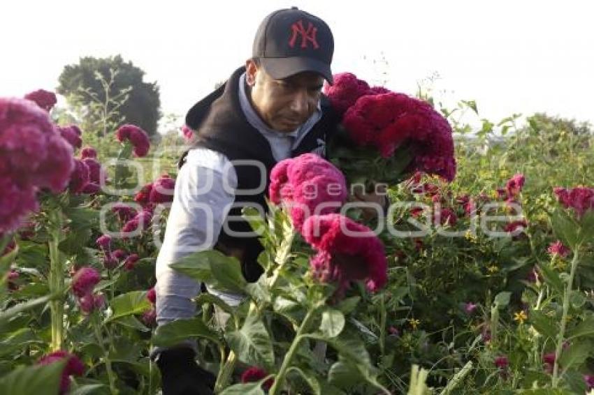 ATLIXCO . CORTE FLOR DE MUERTO