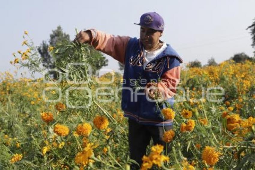 ATLIXCO . CORTE FLOR DE MUERTO