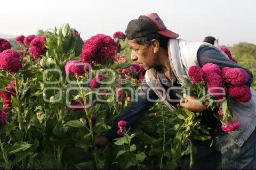 ATLIXCO . CORTE FLOR DE MUERTO