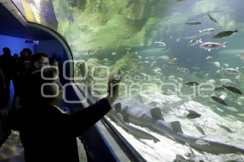 ACUARIO MICHIN