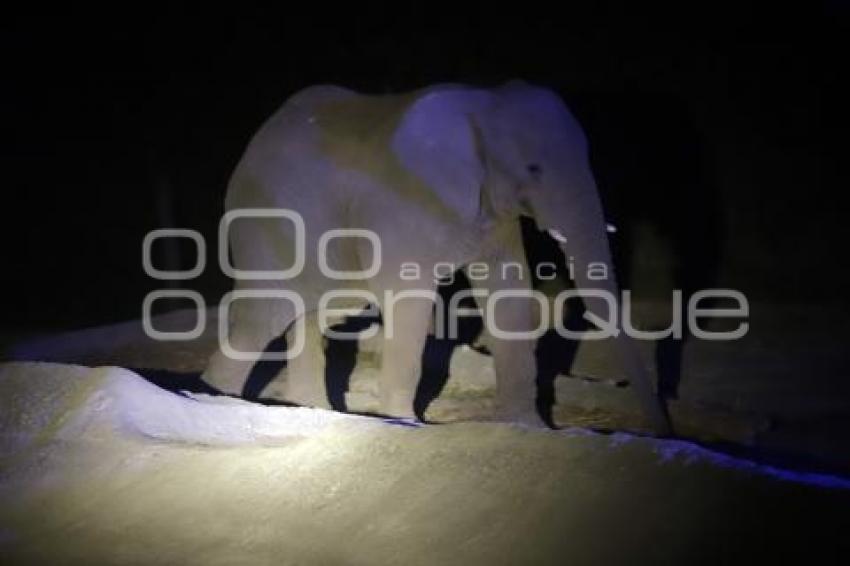 SAFARI NOCTURNO