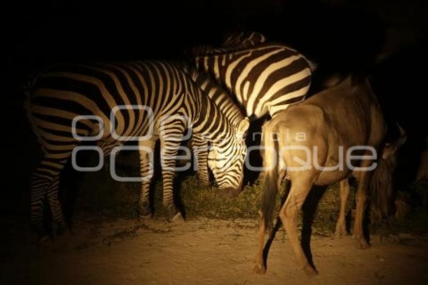 SAFARI NOCTURNO