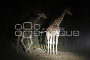 SAFARI NOCTURNO