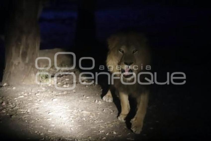 SAFARI NOCTURNO