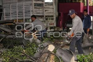 CAÉ ÁRBOL EN BULEVAR 5 DE MAYO