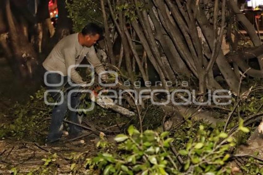 CAÉ ÁRBOL EN BULEVAR 5 DE MAYO