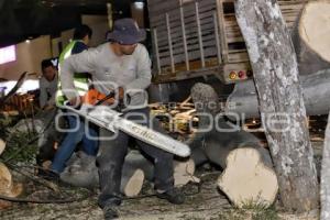 CAÉ ÁRBOL EN BULEVAR 5 DE MAYO