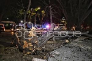 CAÉ ÁRBOL EN BULEVAR 5 DE MAYO