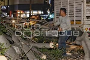 CAÉ ÁRBOL EN BULEVAR 5 DE MAYO