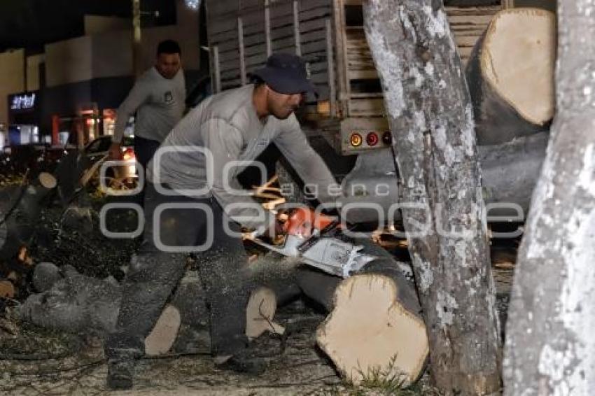 CAÉ ÁRBOL EN BULEVAR 5 DE MAYO