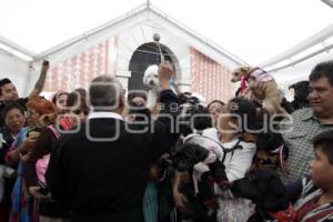 SAN ANTONIO . BENDICIÓN ANIMALES