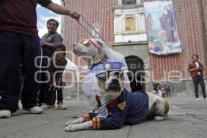 SAN ANTONIO . BENDICIÓN ANIMALES