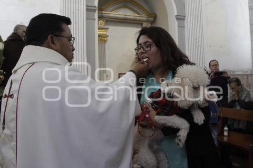 SAN ANTONIO . BENDICIÓN ANIMALES