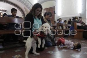 SAN ANTONIO . BENDICIÓN ANIMALES