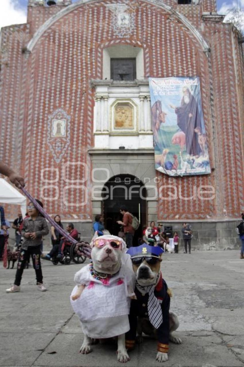 SAN ANTONIO . BENDICIÓN ANIMALES