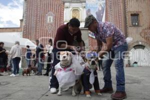 SAN ANTONIO . BENDICIÓN ANIMALES