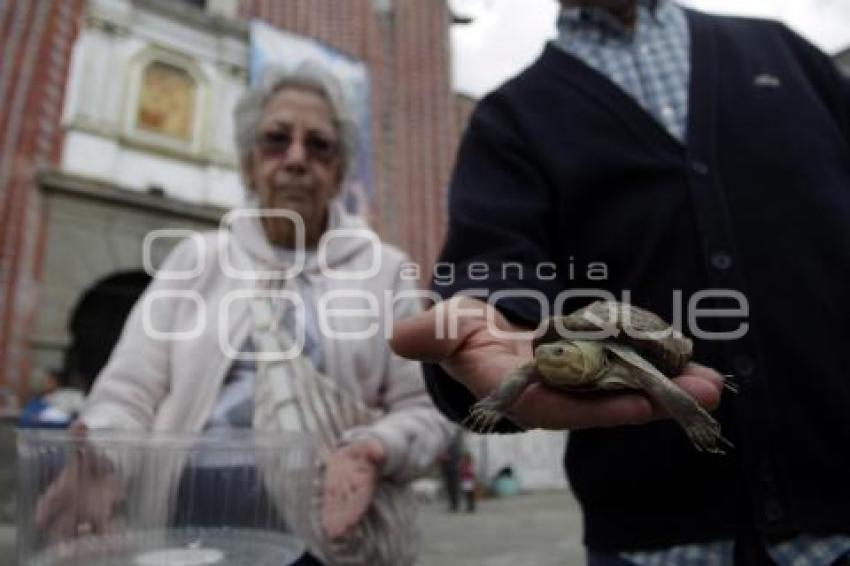 SAN ANTONIO . BENDICIÓN ANIMALES