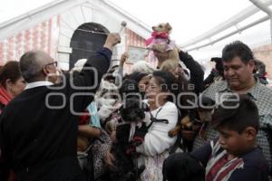 SAN ANTONIO . BENDICIÓN ANIMALES