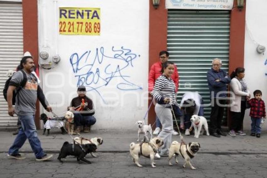 BENDICIÓN MASCOTAS