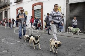 BENDICIÓN MASCOTAS