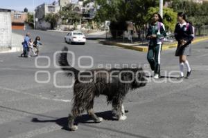 PERROS CALLEJEROS