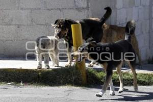 PERROS CALLEJEROS