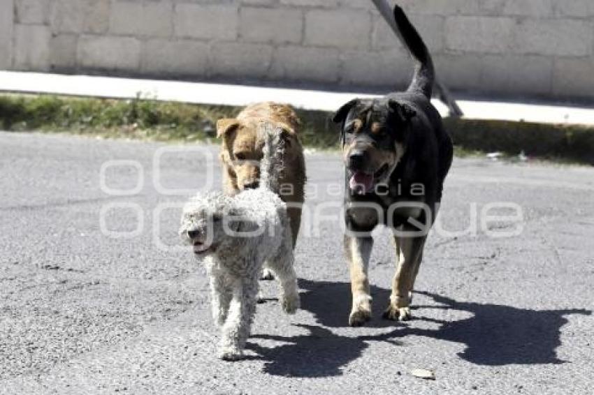 PERROS CALLEJEROS