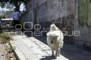 PERROS CALLEJEROS