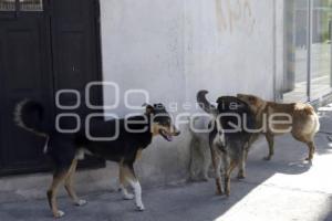 PERROS CALLEJEROS