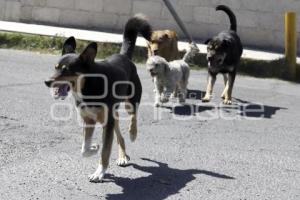 PERROS CALLEJEROS