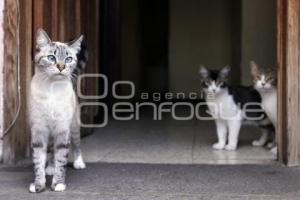 DÍA INTERNACIONAL DEL GATO