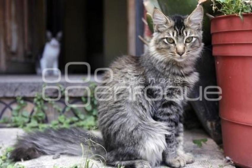 DÍA INTERNACIONAL DEL GATO