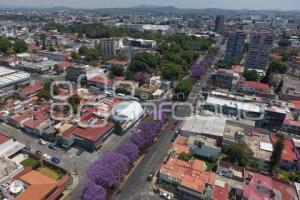 TEMPORADA DE JACARANDAS