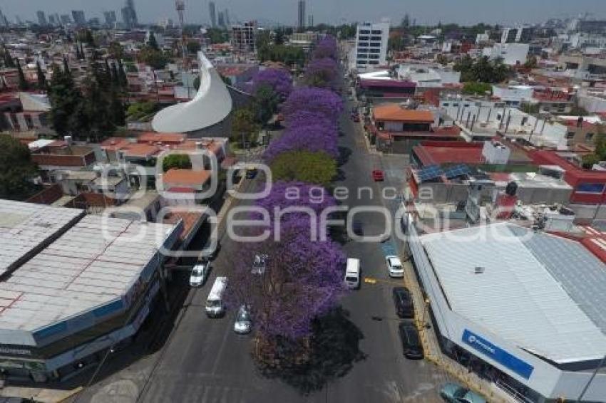 TEMPORADA DE JACARANDAS