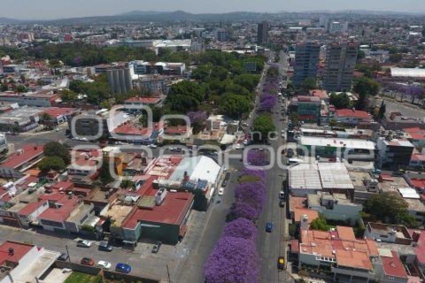 TEMPORADA DE JACARANDAS